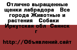 Отлично выращенные щенки лабрадора - Все города Животные и растения » Собаки   . Иркутская обл.,Саянск г.